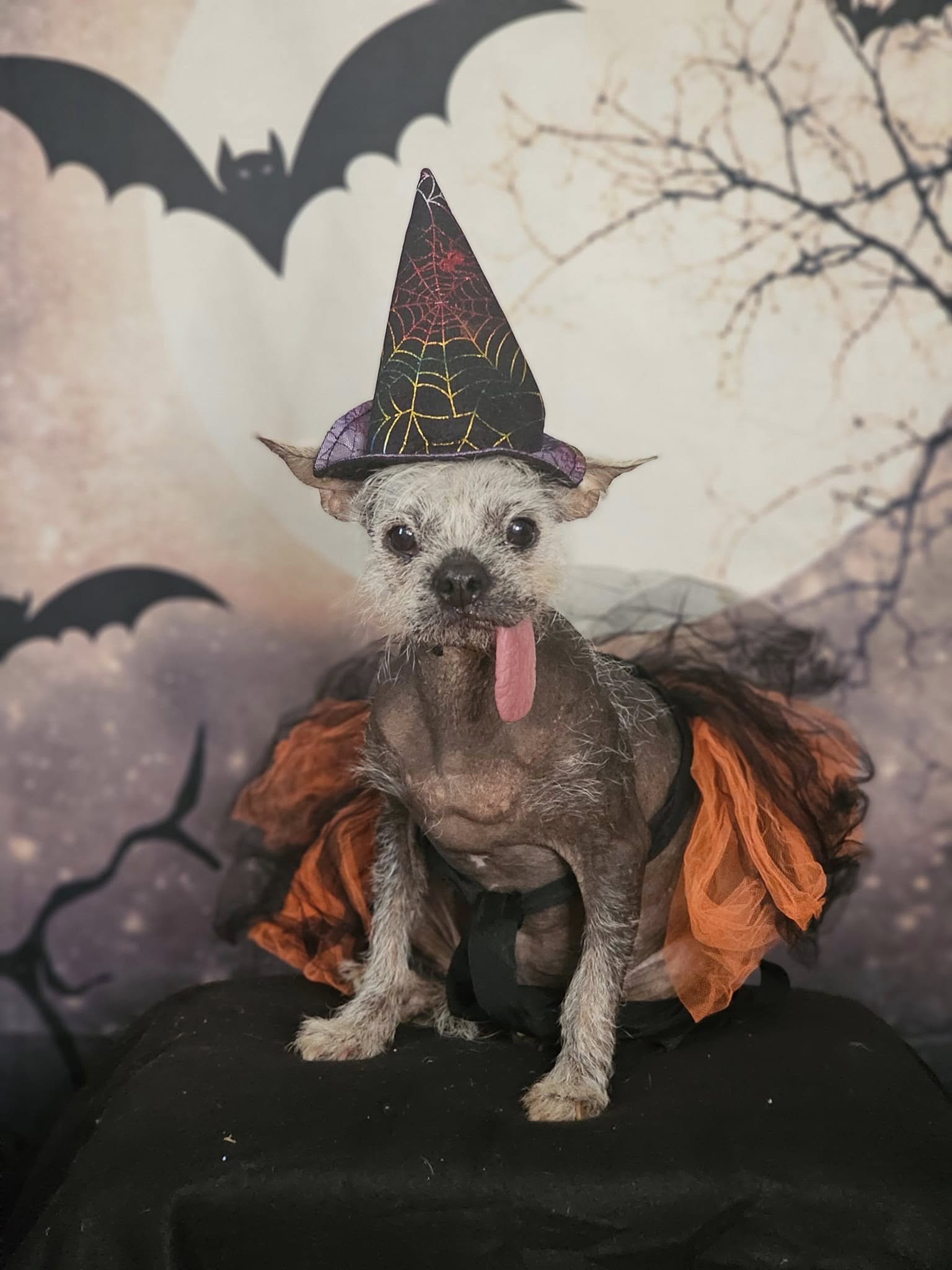 Halloween Night Moon and Bats Photo Booth Backdrop DBD-H19004