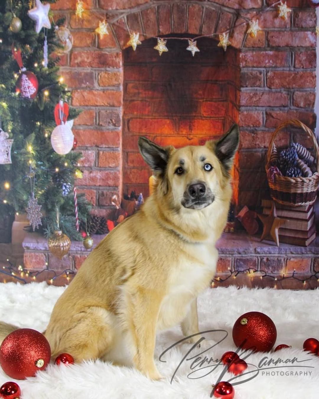 Christmas Photo Backdrop Fireplace Xmas Tree Candle LV-977