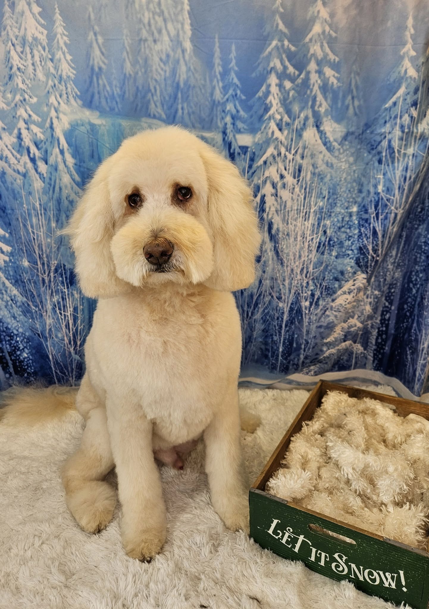 Wonderland Winter Ice Snow Backdrop GG3