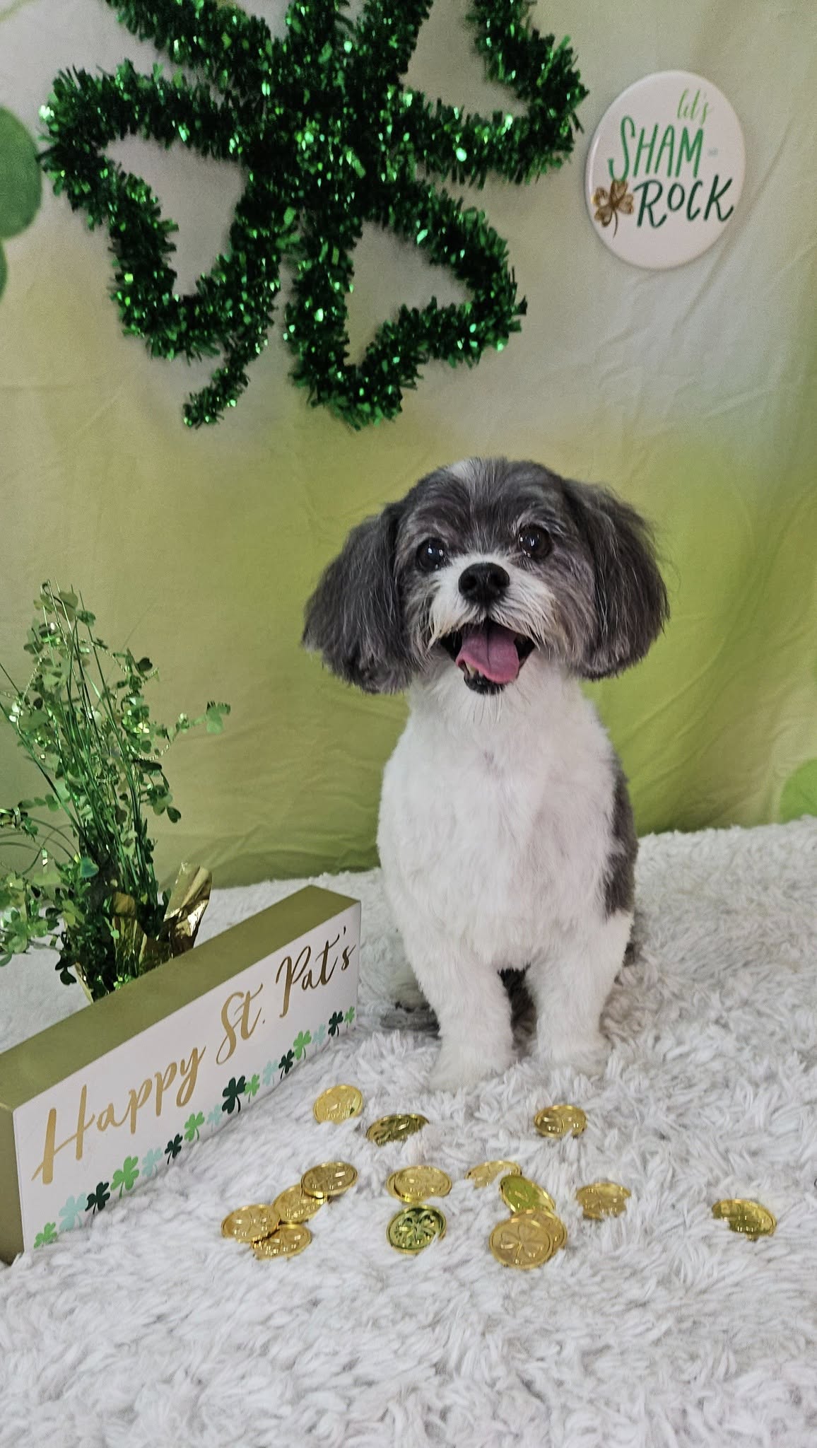 Green Happy St. Patrick's Day Photo Booth Backdrop SH163