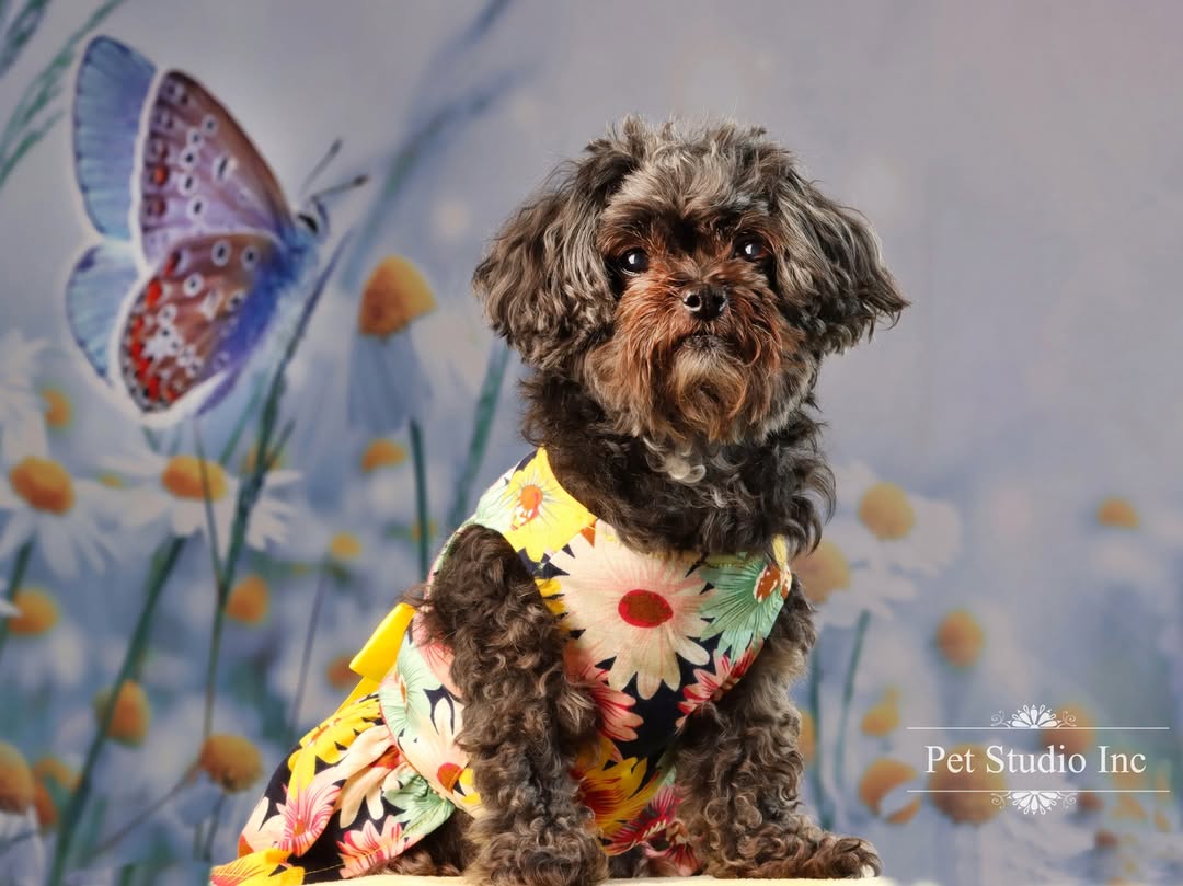 Beautiful Daisies Butterfly Spring Photography Backdrop SH-818
