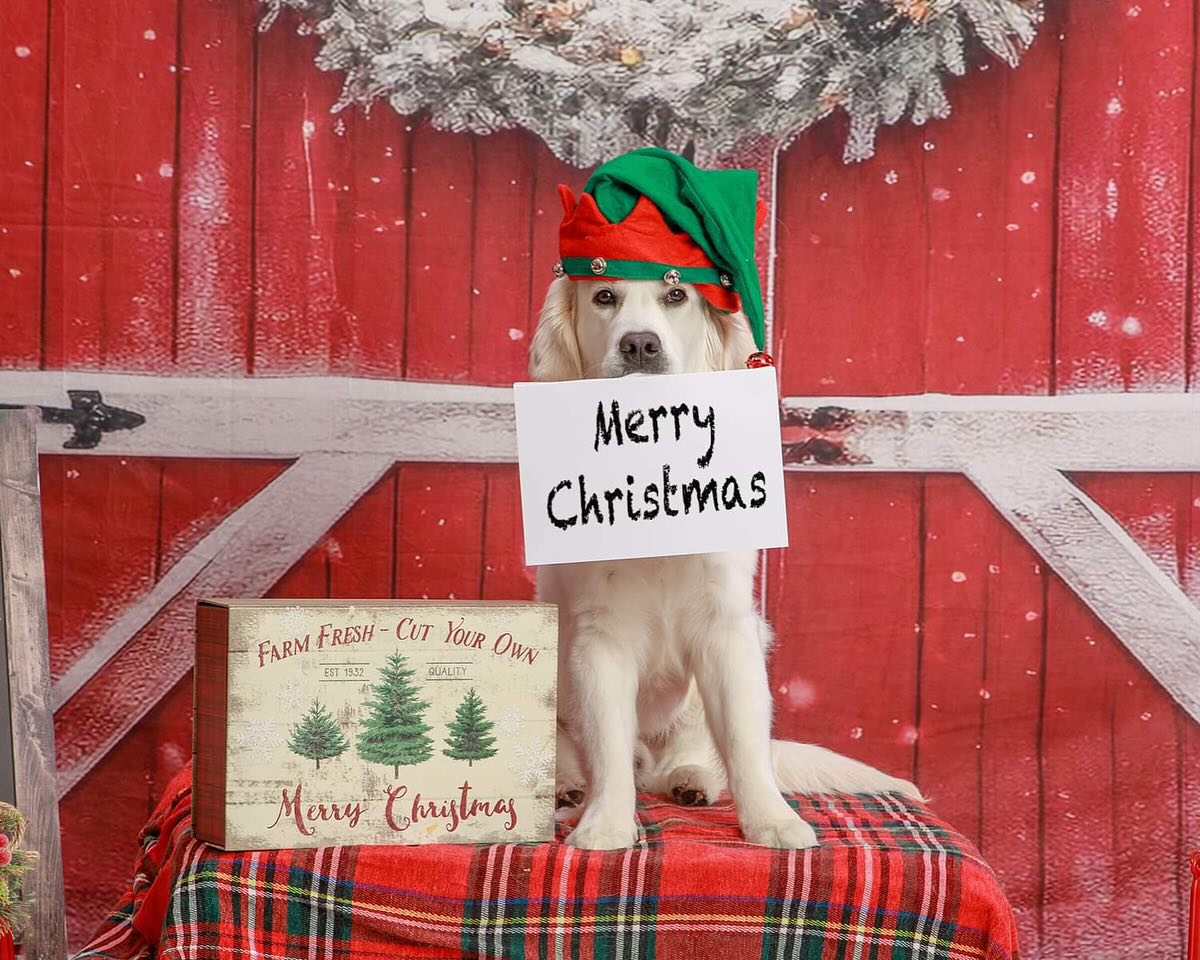 Christmas Snowy Tree Red Barn Backdrop M8-64