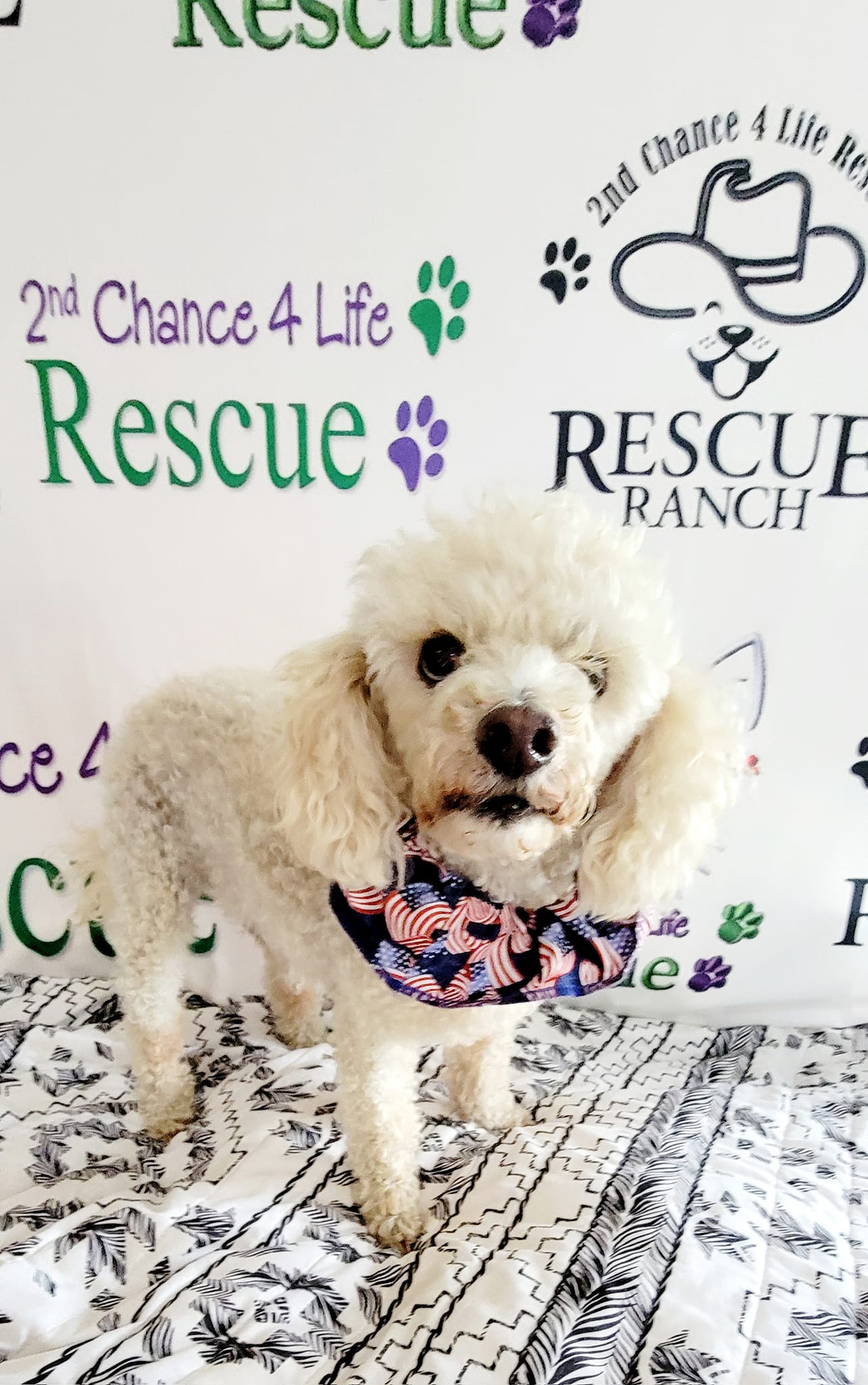 Custom Step & Repeat Logo Personalized Photo Banner