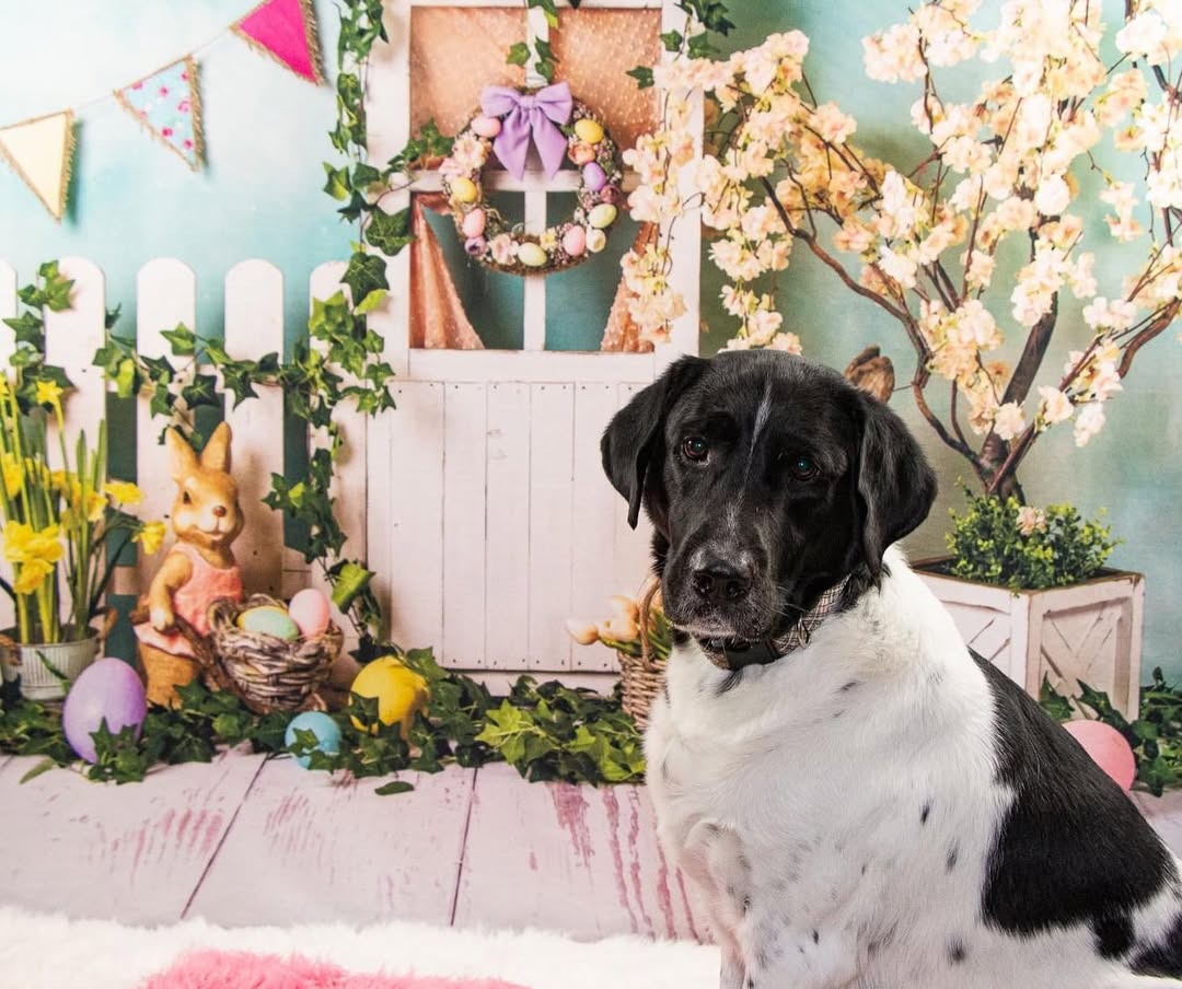 Easter Bunny Eggs Colorful Flowers Backdrop D1053