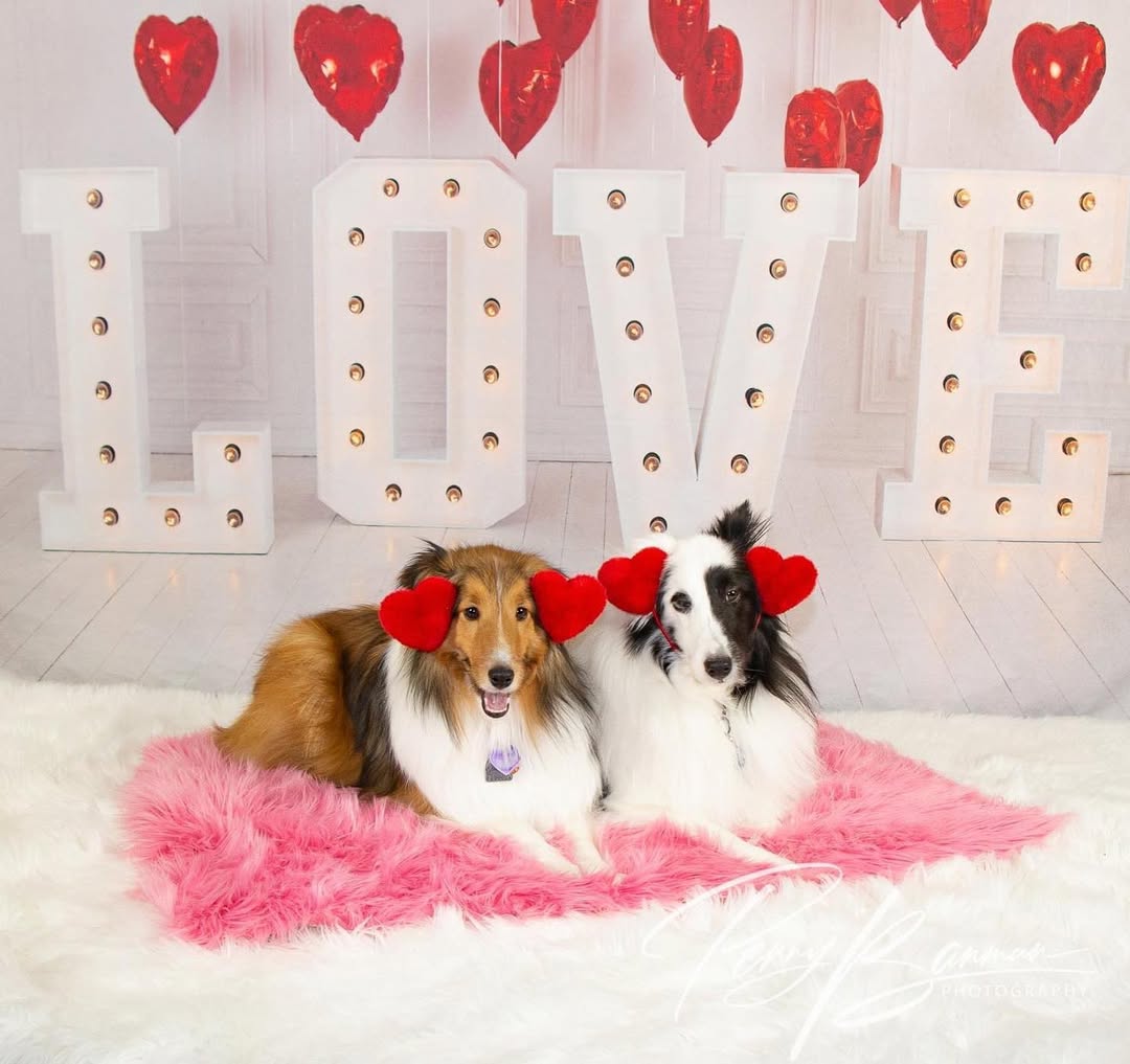 Valentine’s Day Red Heart Balloons LOVE Backdrop SH-856
