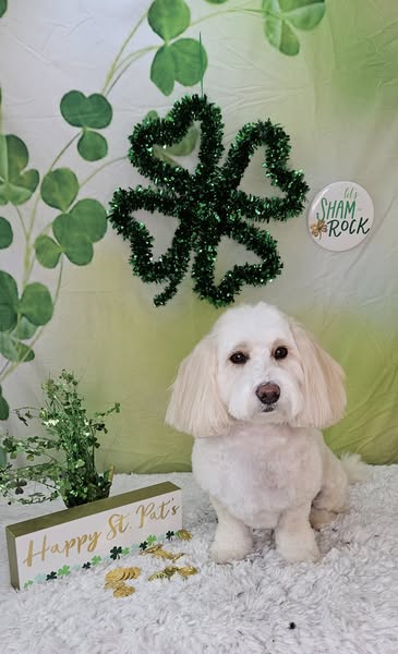 Green Happy St. Patrick's Day Photo Booth Backdrop SH163