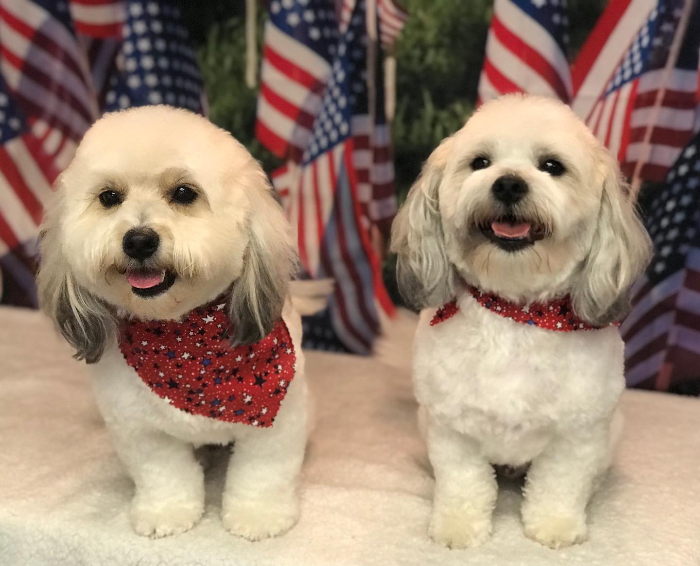 USA Flag Independence Day Patriotic Photo Studio Backdrop DLR-2