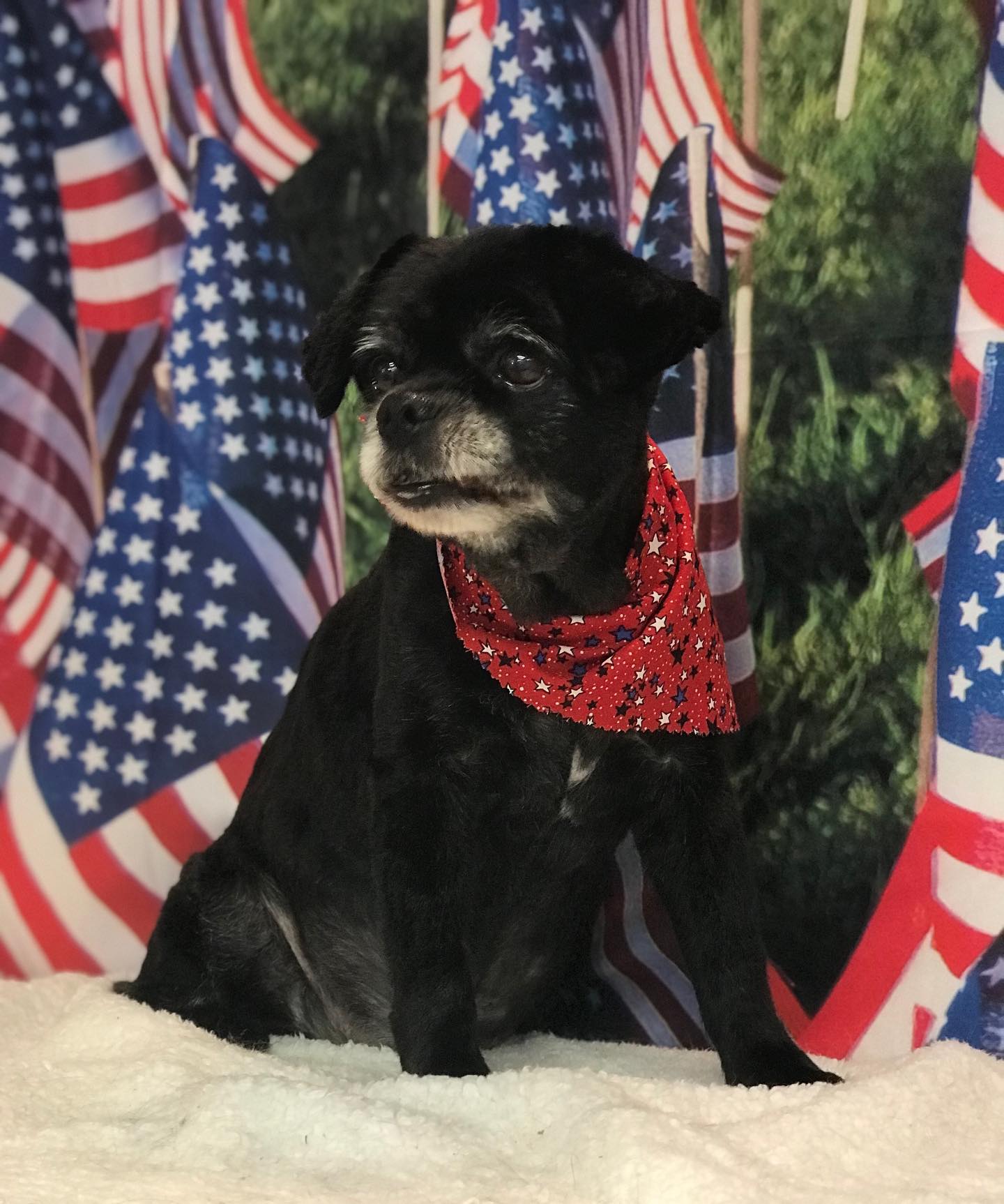 USA Flag Independence Day Patriotic Photo Studio Backdrop DLR-2