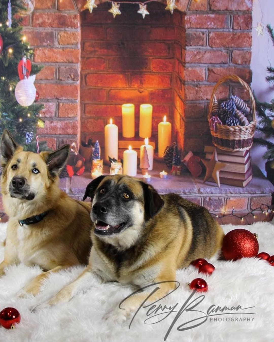 Christmas Photo Backdrop Fireplace Xmas Tree Candle LV-977