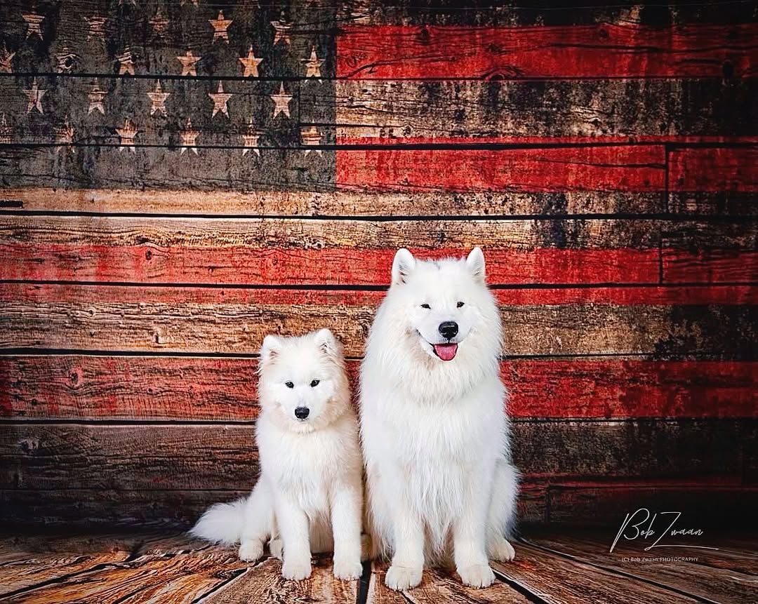 Bunting Wooden American Flag Backdrop for Photo YY00600