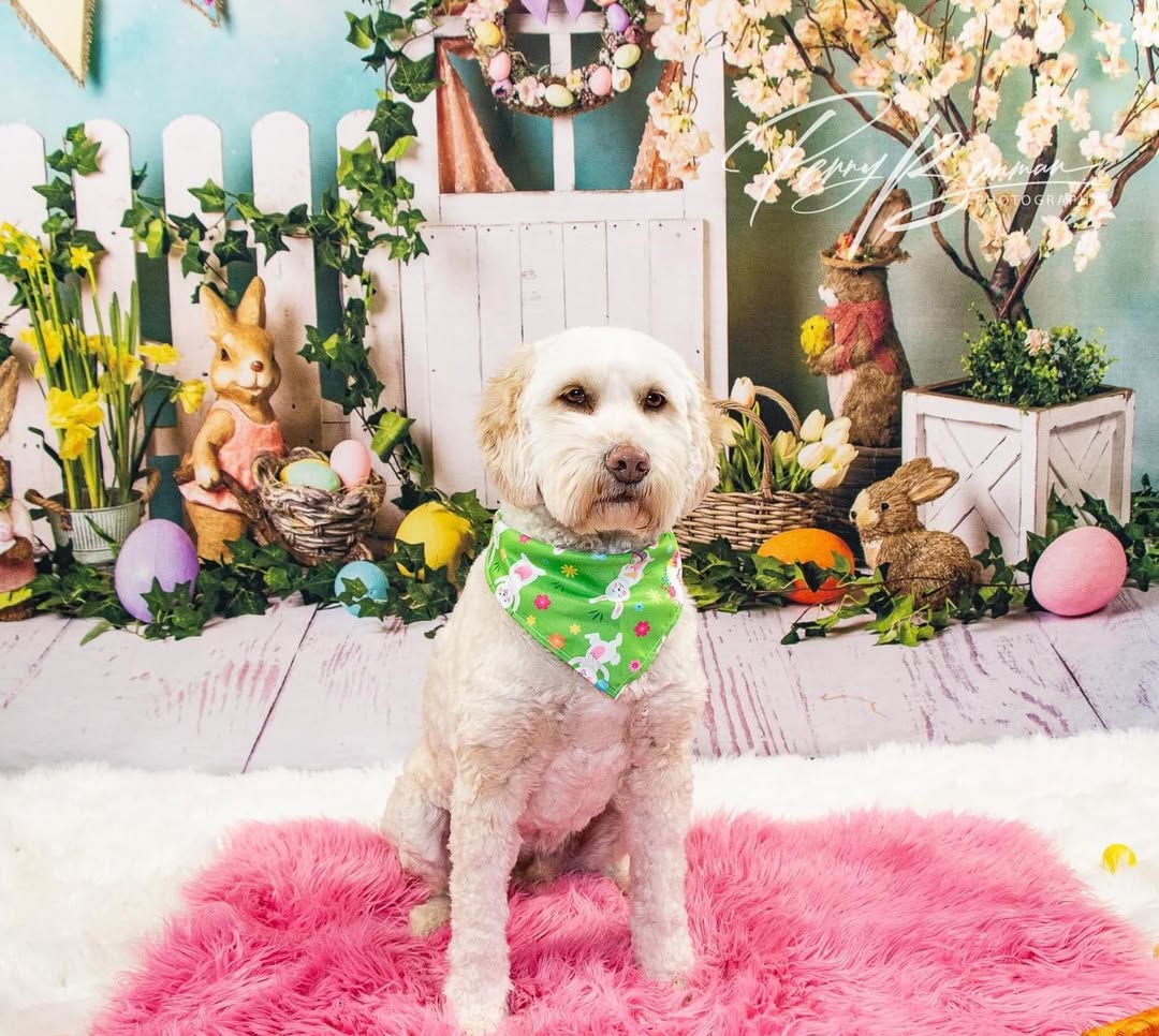 Easter Bunny Eggs Colorful Flowers Backdrop D1053