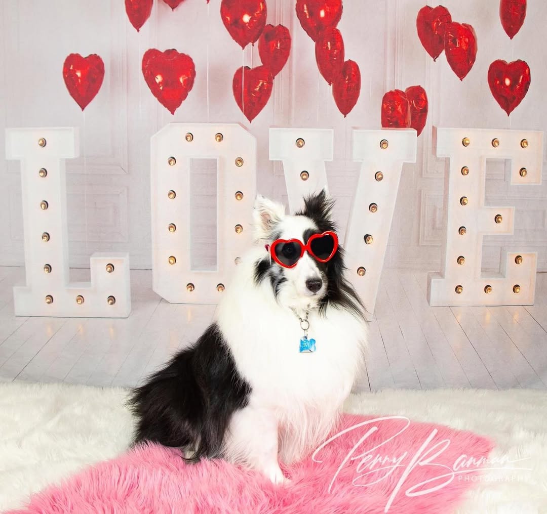Valentine’s Day Red Heart Balloons LOVE Backdrop SH-856