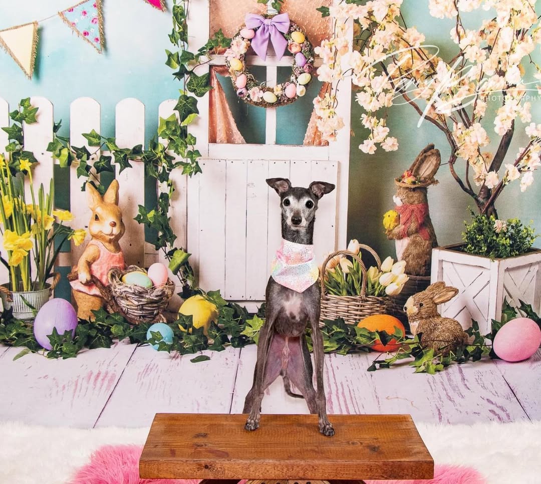 Easter Bunny Eggs Colorful Flowers Backdrop D1053
