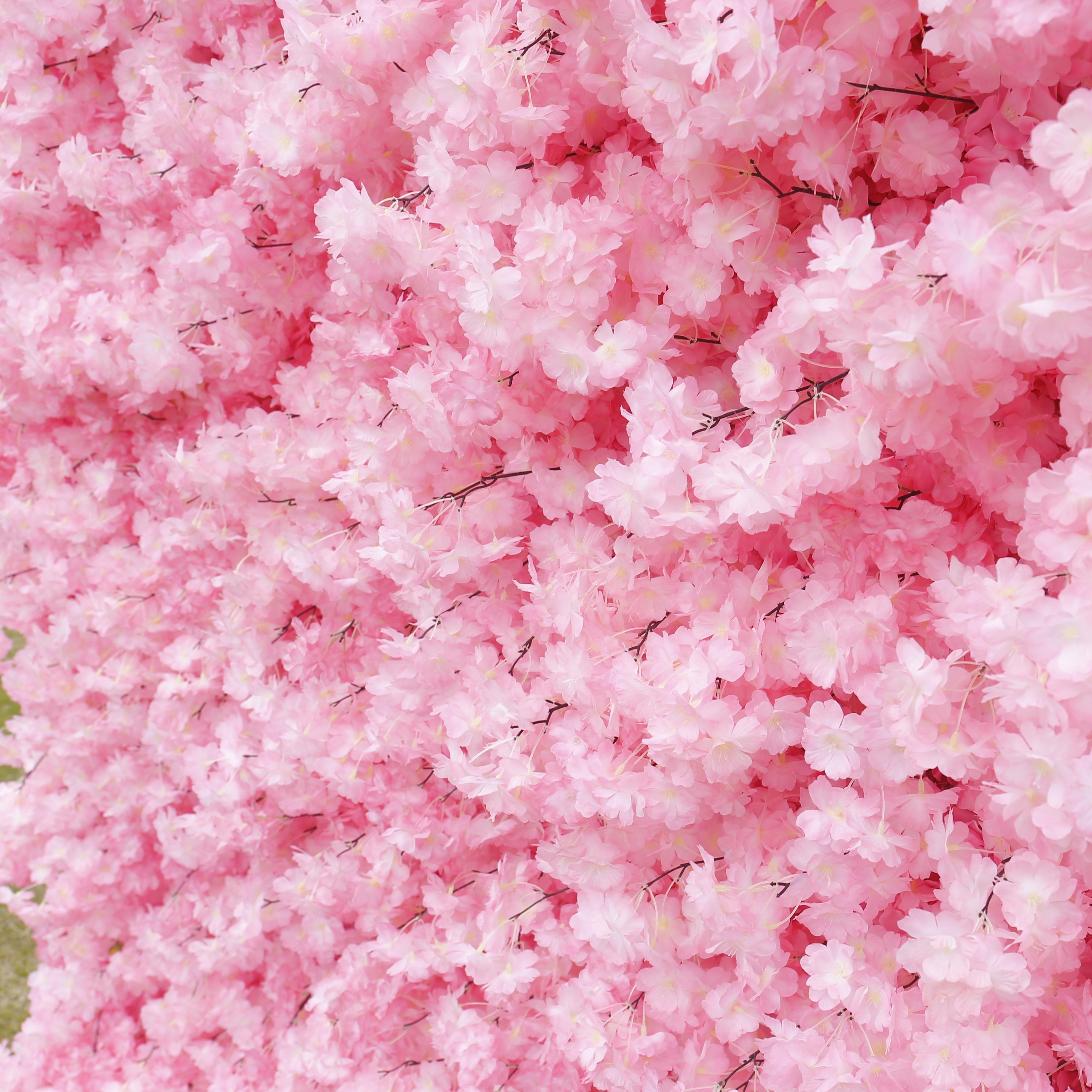 Pink & White Cherry Blossom Fabric Wall Rolling Up Flower Backdrop ACFW-142