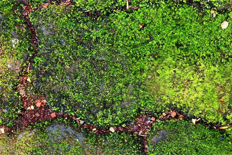 Floor Backdrops Rustic Green Moss Pathway Floor Backdrop BRP1-529