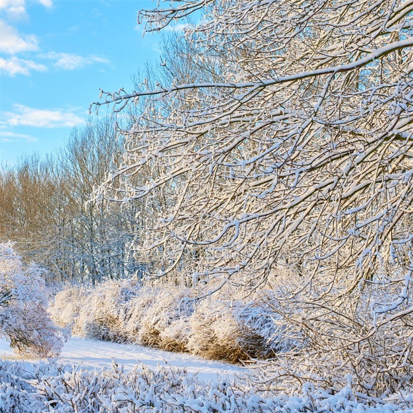 Winter Backdrop Frosty Branches Bright Sky Backdrop BRP11-68