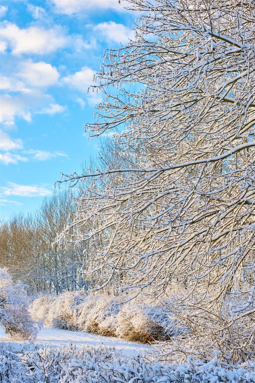 Winter Backdrop Frosty Branches Bright Sky Backdrop BRP11-68