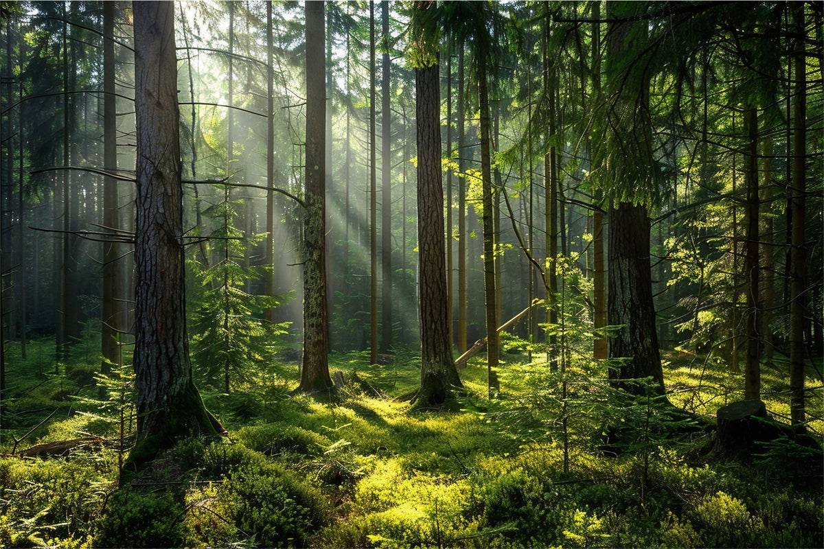 Woodland Photo Backdrop Serene Sunlit Pine Forest Backdrop CJJ2-37