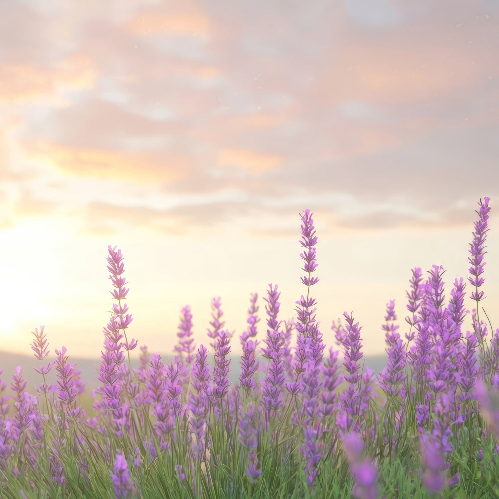 Lavender Backdrops Warm Glow Purple Flower Backdrop GQ4-33