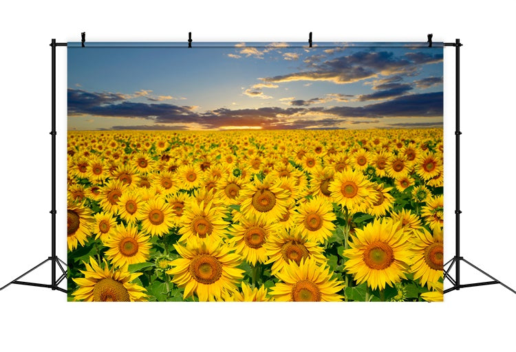 Sunflower Backdrops Golden Sunflower Sunset Field Summer Backdrop GTY3-381