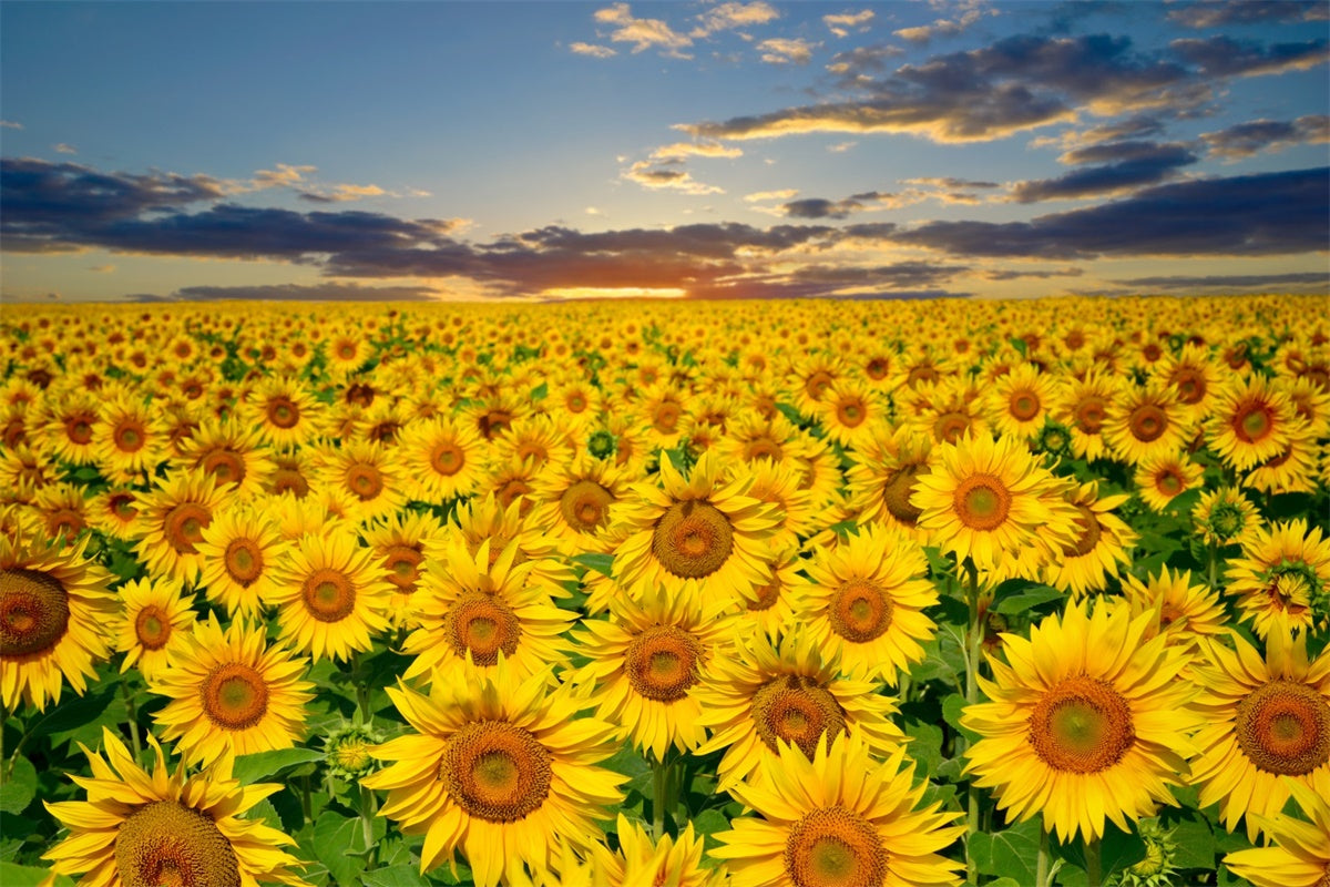 Sunflower Backdrops Golden Sunflower Sunset Field Summer Backdrop GTY3-381