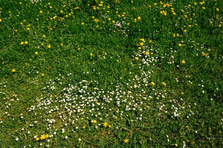 Photo Backdrop Floor Wildflower Meadow Green Floor Backdrop LXX2-228