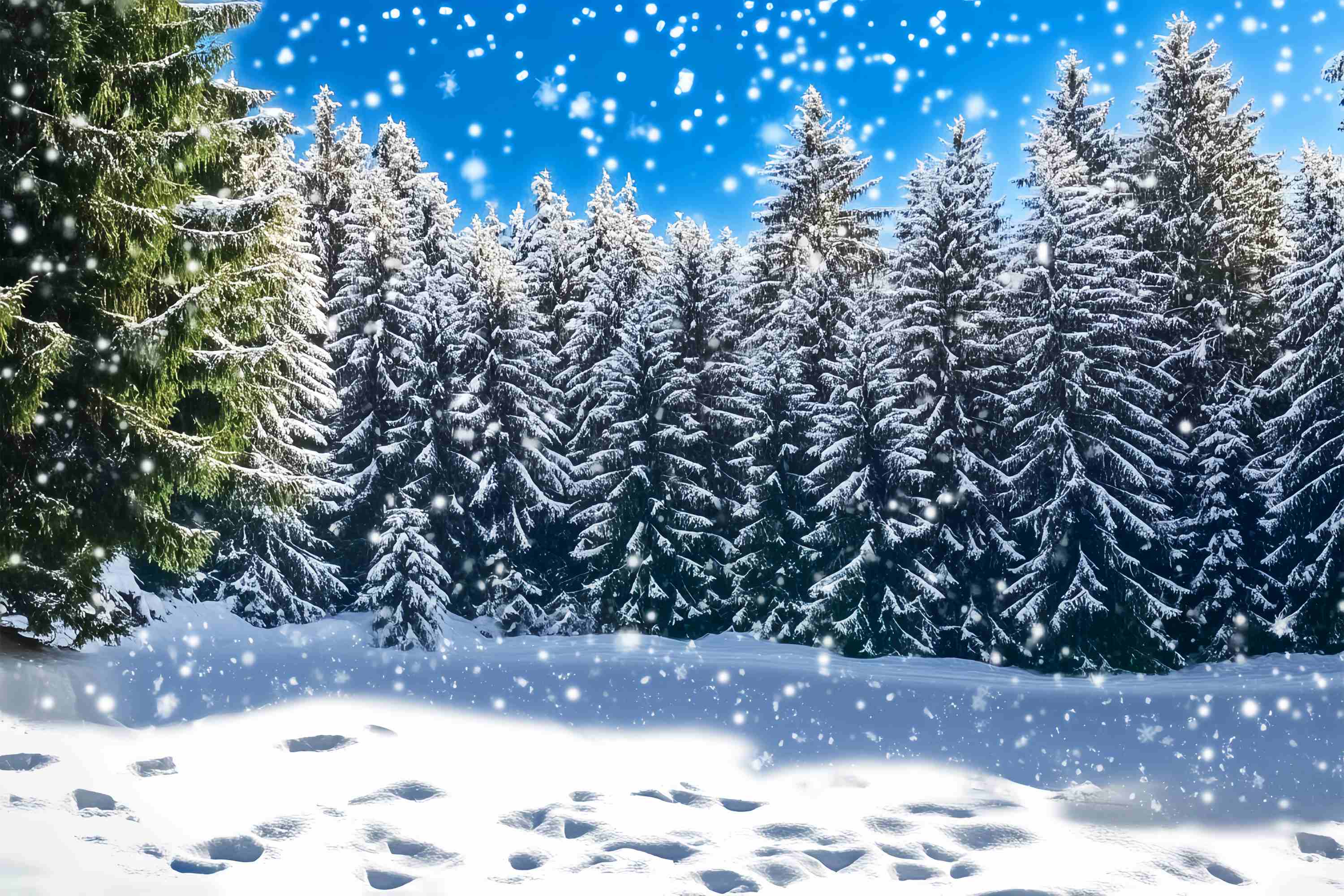 Christmas Tree Farm Backdrop Snowy Fir Forest Sparkle Scene Christmas Backdrop LXX58-88