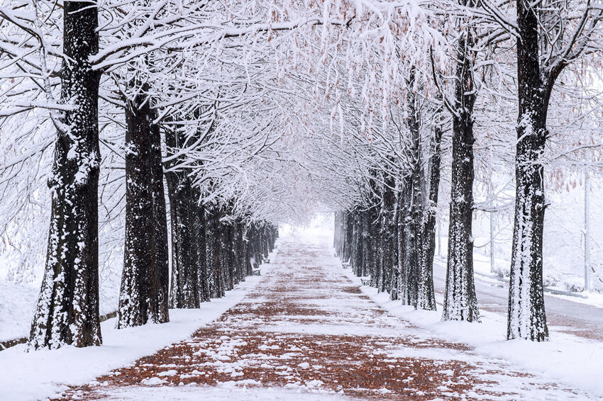 Winter Snowy Trees Walking Path Backdrop