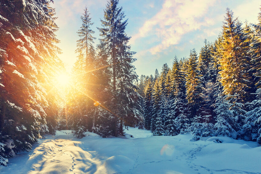 Winter Forest Snow Sunshine Scenery Backdrop
