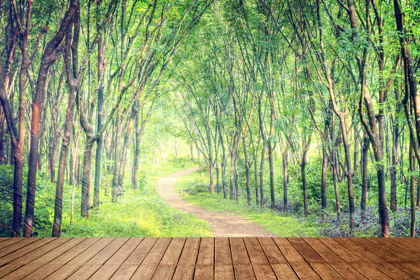 Enchanting Forest Lane Trees Wood Floor Backdrop