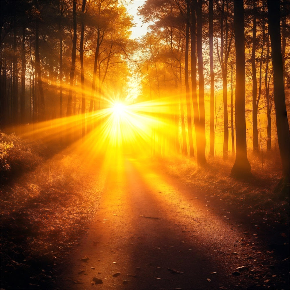 Fall Forest Backdrop Radiant Lightfall Trail Backdrop MRR7-103