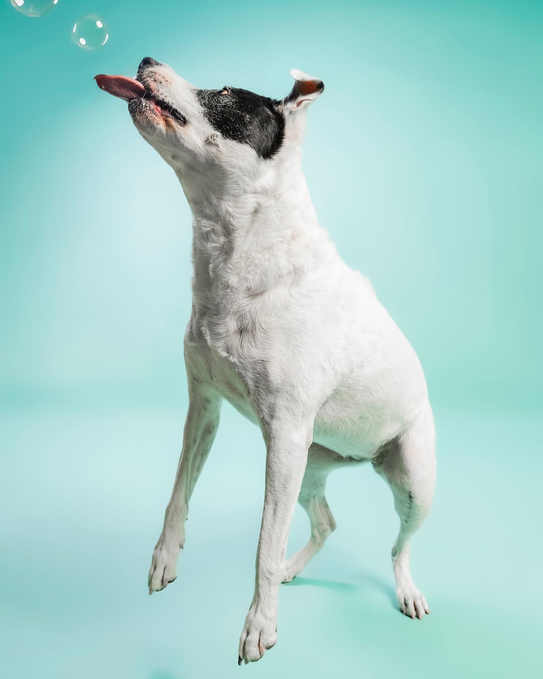 Solid Color Mint Green Backdrop for Photo Booths SC35