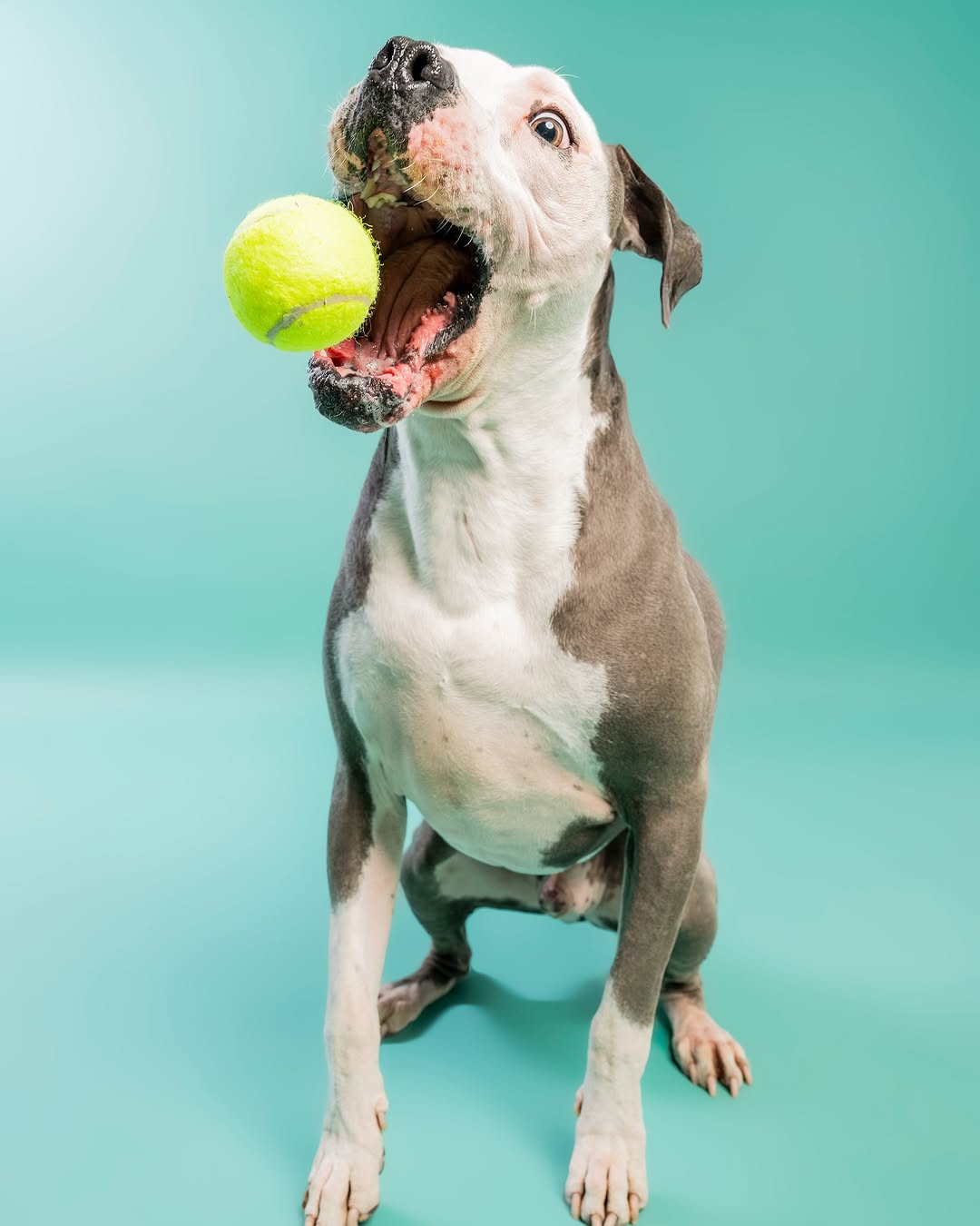 Solid Color Mint Green Backdrop for Photo Booths SC35