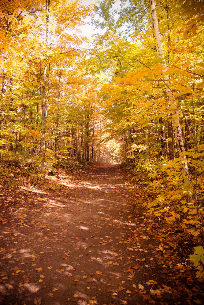 Autumn Yelllow Leaves Fall Nature Forest Photo Backdrop MR-2271