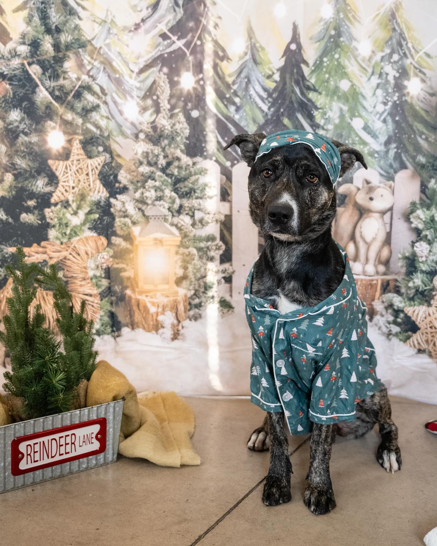 Snowy Forest Elk Christmas Photography Backdrop M6-90