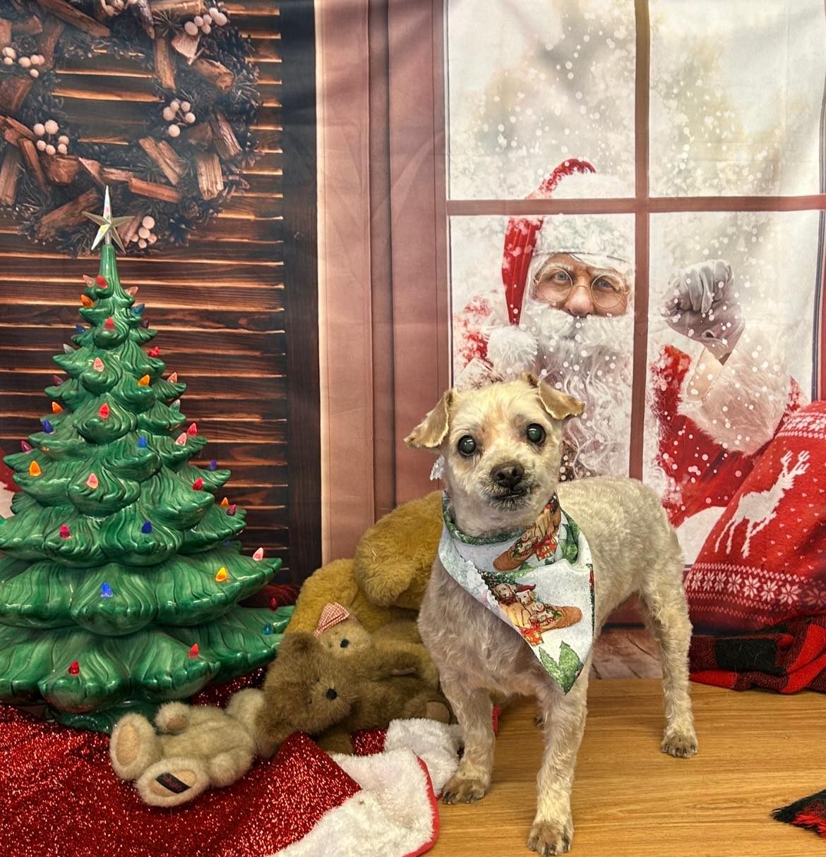 Santa Claus Outside Window Christmas Backdrop M7-07