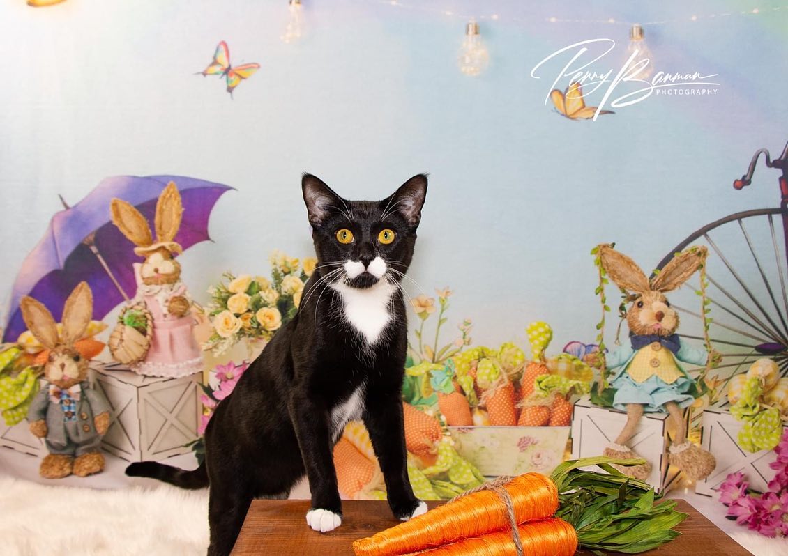 Easter Decoration Backdrop Bunny Flowers D1075