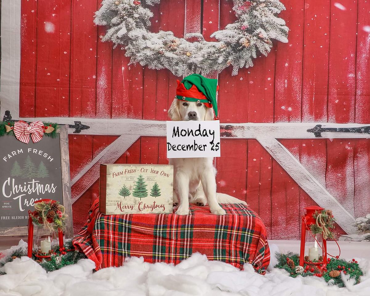 Christmas Snowy Tree Red Barn Backdrop M8-64