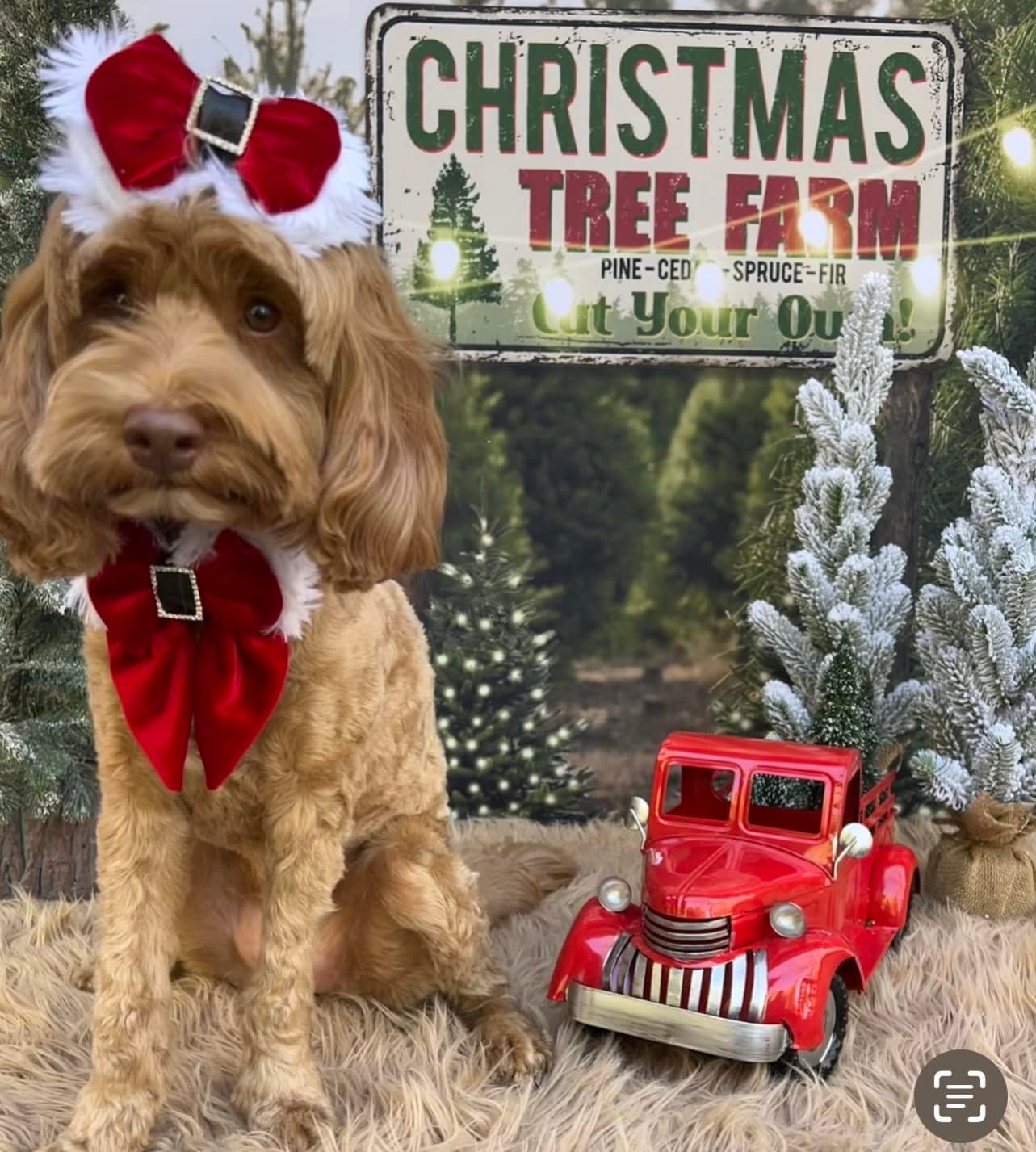 Christmas Tree Farm String Lights Backdrop for Photography D830