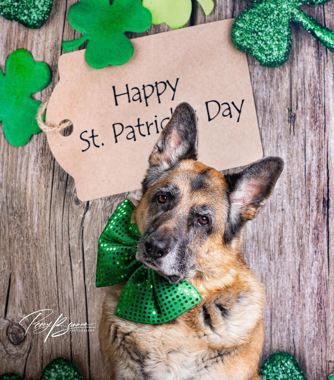 Happy St. Patrick's Day Wood Clover Backdrop G7