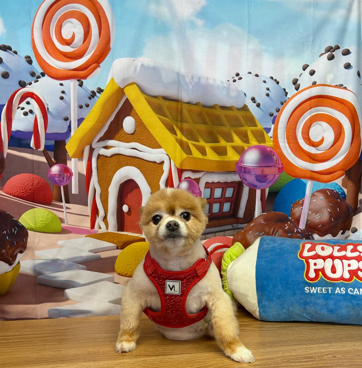 Candy Land Gingerbread House Xmas Backdrop M7-10