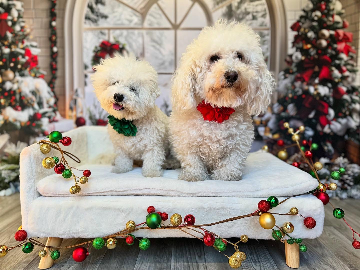 Christmas Arched Window Decorations Backdrop RR7-690