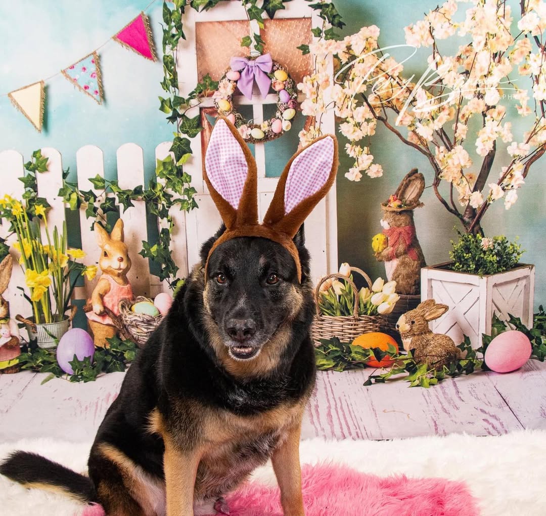 Easter Bunny Eggs Colorful Flowers Backdrop D1053
