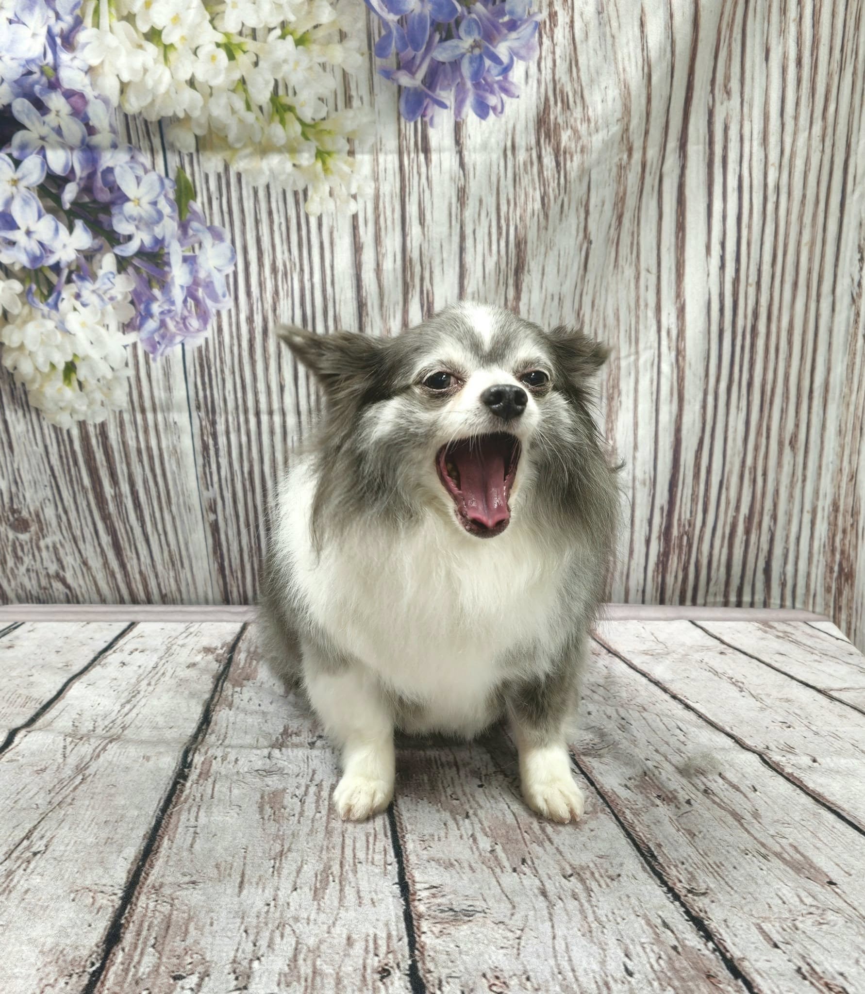 Lilac Flowers Violet Floral Wood Wall Photography Backdrop  F-2341