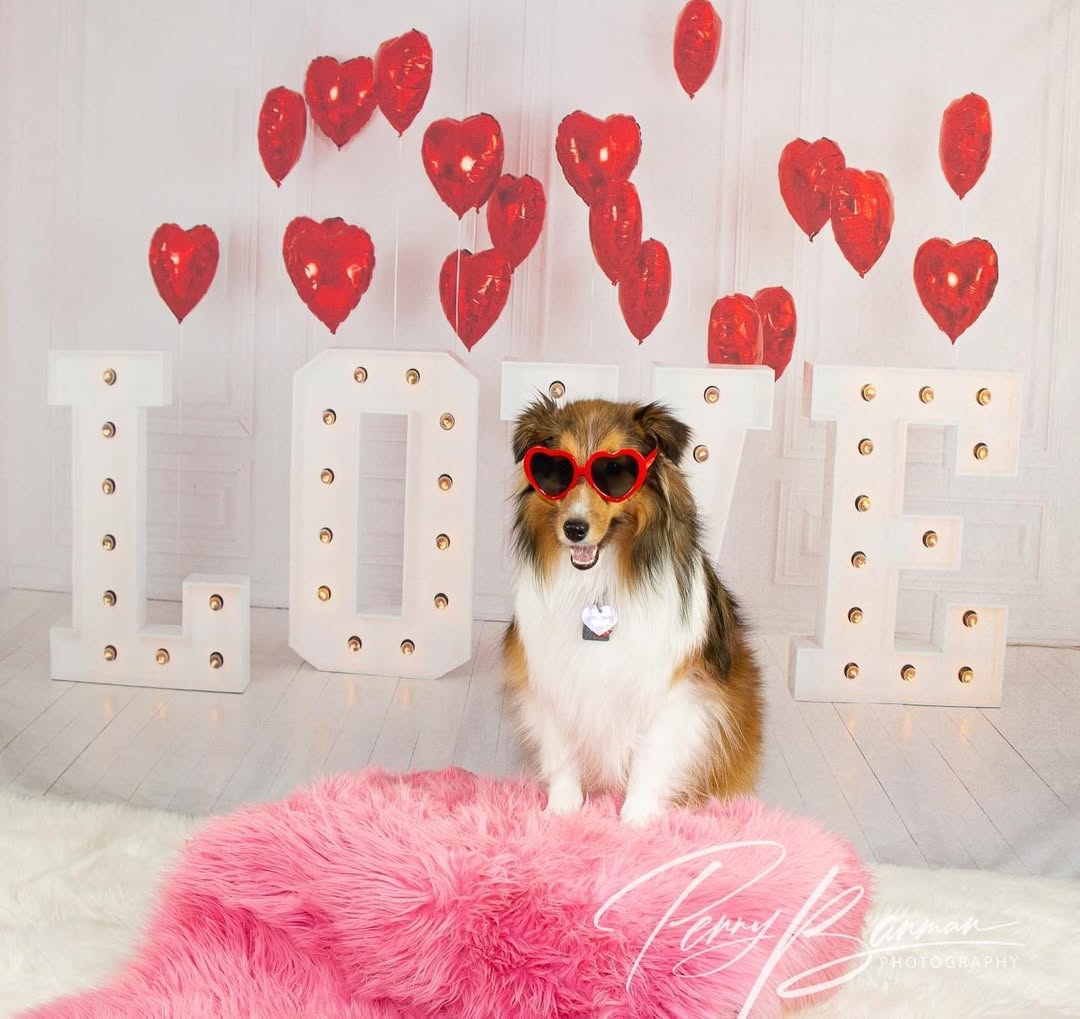 Valentine’s Day Red Heart Balloons LOVE Backdrop SH-856