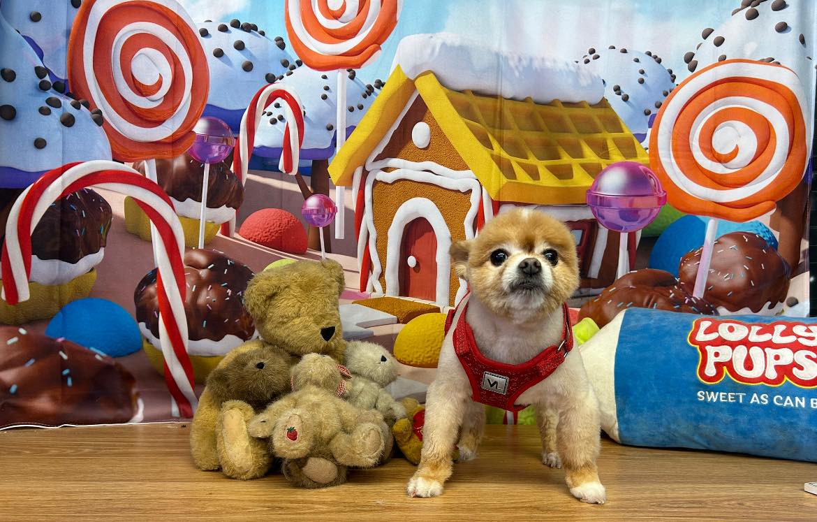 Candy Land Gingerbread House Xmas Backdrop M7-10