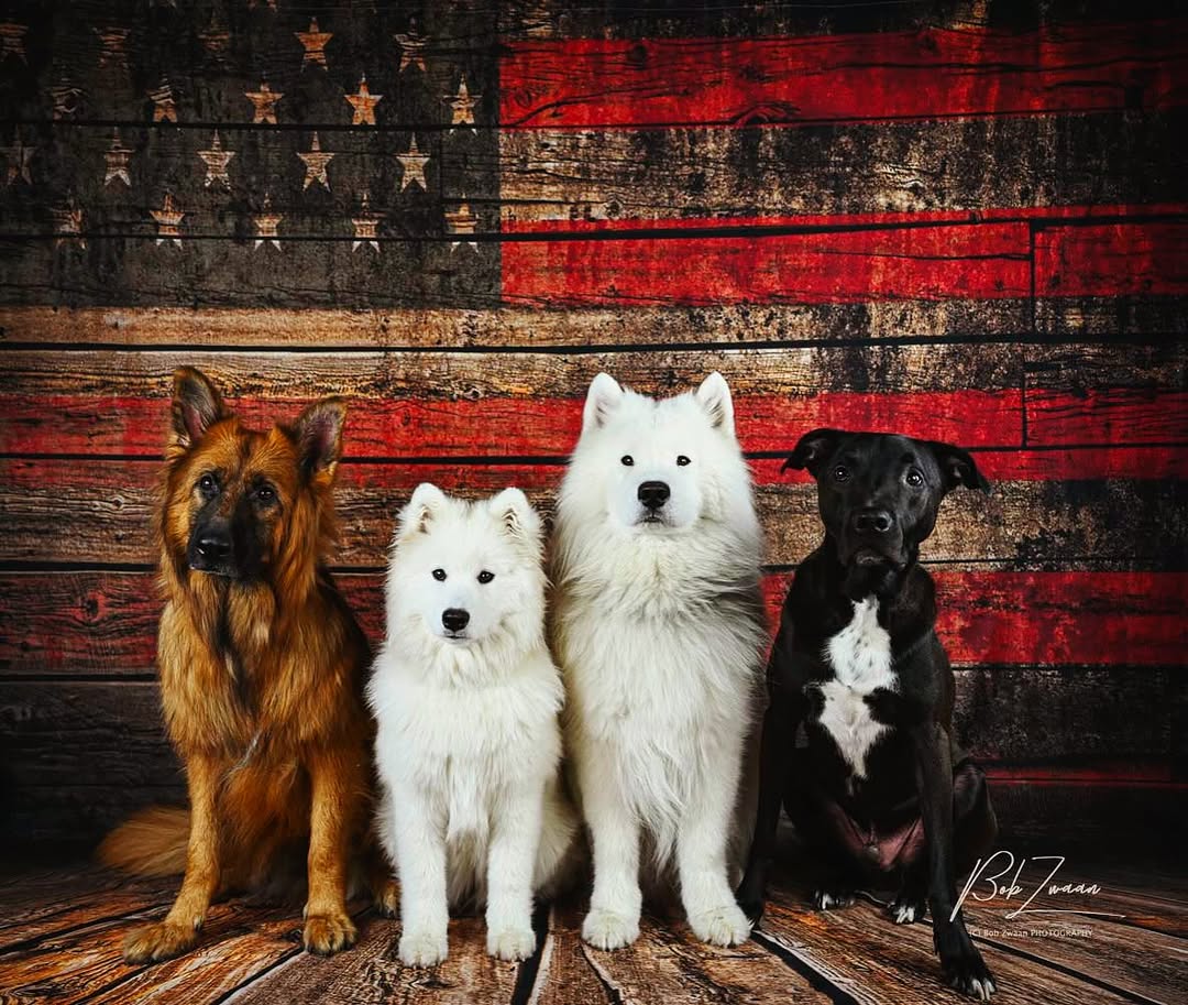 Bunting Wooden American Flag Backdrop for Photo YY00600