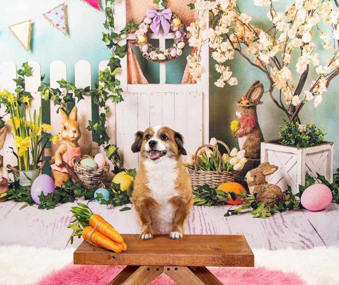 Easter Bunny Eggs Colorful Flowers Backdrop D1053