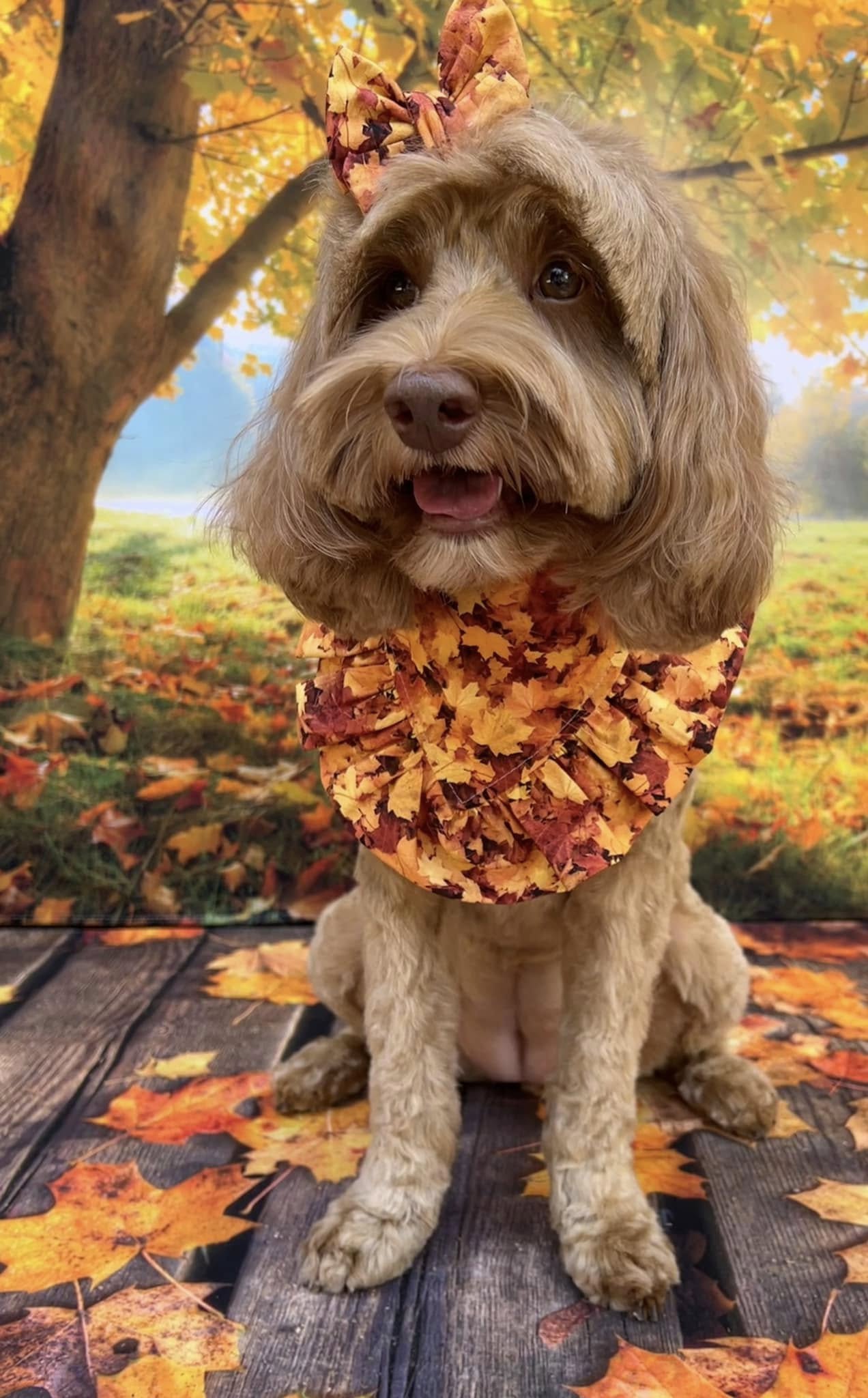Maple Leaves on Wooden Floor Autumn Backdrop M6-98