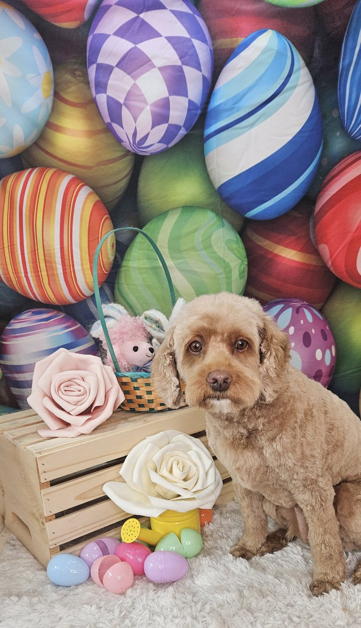 Colorful Easter Eggs Backdrop for Photography SH032